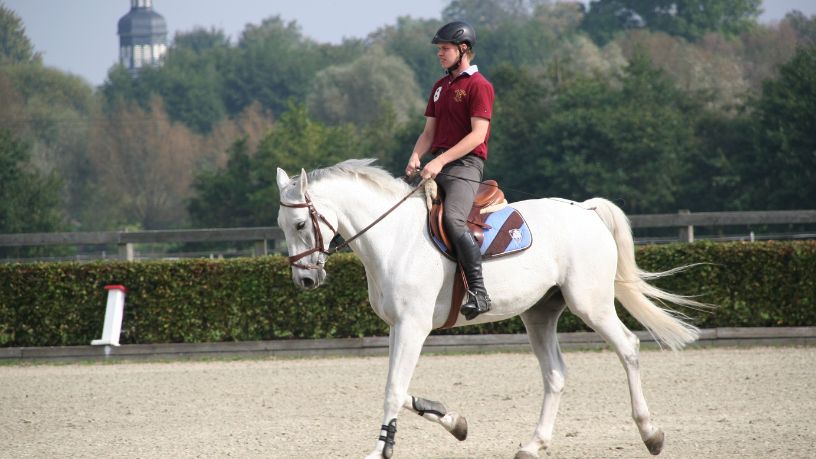 Como a Influenza Equina Está Transformando o Cenário do Hipismo e o Desempenho de Cavalos em Competições