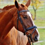 Como a Tecnologia de Monitoramento Animal Está Transformando o Bem-Estar de Cavalos no Campo