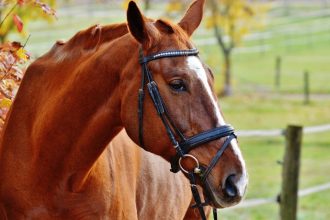 Como a Tecnologia de Monitoramento Animal Está Transformando o Bem-Estar de Cavalos no Campo