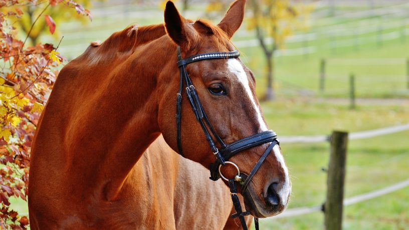 Como a Tecnologia de Monitoramento Animal Está Transformando o Bem-Estar de Cavalos no Campo
