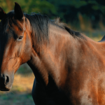 Equoterapia em Santos: Transformando o Tratamento Terapêutico em Política Pública Permanente