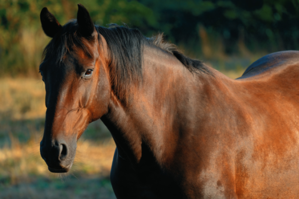 Equoterapia em Santos: Transformando o Tratamento Terapêutico em Política Pública Permanente