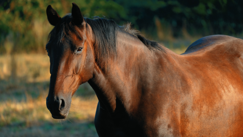 Equoterapia em Santos: Transformando o Tratamento Terapêutico em Política Pública Permanente
