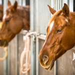 Cavalos Geneticamente Editados: A Revolução da CRISPR na Reprodução Equina