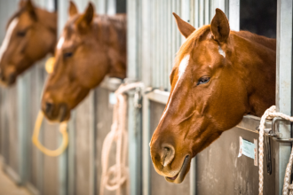 Cavalos Geneticamente Editados: A Revolução da CRISPR na Reprodução Equina