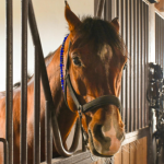 Nova regra da FEI sobre sangramento de cavalos redefine o futuro do hipismo