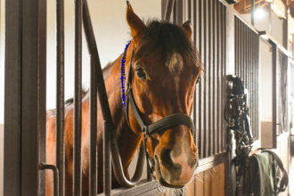 Nova regra da FEI sobre sangramento de cavalos redefine o futuro do hipismo