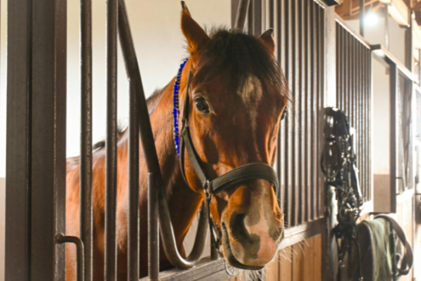 Nova regra da FEI sobre sangramento de cavalos redefine o futuro do hipismo