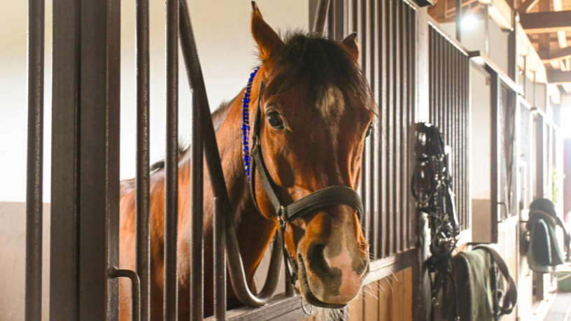 Nova regra da FEI sobre sangramento de cavalos redefine o futuro do hipismo