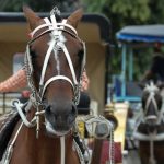 Charretes e Cavalo em Debate: Políticas Públicas e Bem-Estar Animal Ganham Força em Poços de Caldas