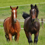 Pelotas estrutura política inovadora para adoção e proteção de cavalos e animais de grande porte