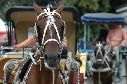 Charretes e Cavalo em Debate: Políticas Públicas e Bem-Estar Animal Ganham Força em Poços de Caldas
