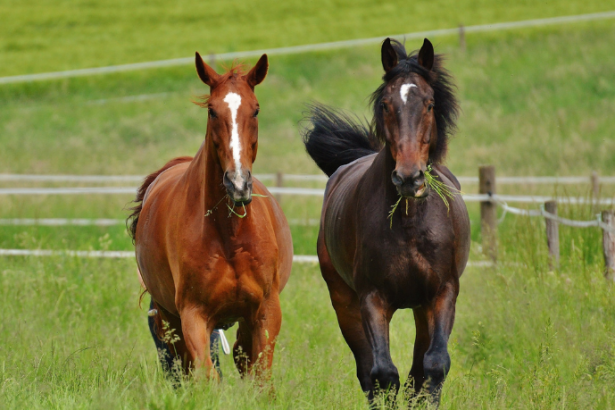 Pelotas estrutura política inovadora para adoção e proteção de cavalos e animais de grande porte