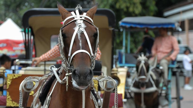 Charretes e Cavalo em Debate: Políticas Públicas e Bem-Estar Animal Ganham Força em Poços de Caldas