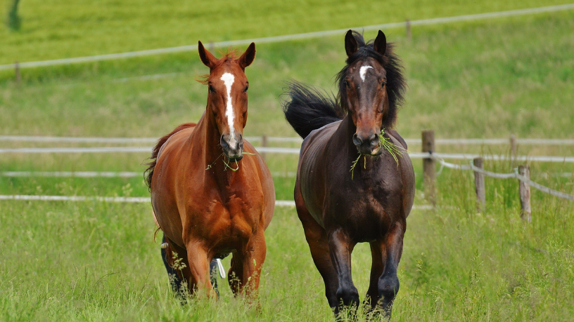 Pelotas estrutura política inovadora para adoção e proteção de cavalos e animais de grande porte