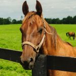 Cavalos de laboratório: a nova fronteira da biotecnologia no Sul do Brasil