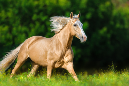 Monitoramento digital de cavalos impulsiona mercado bilionário e revoluciona a gestão equestre