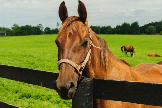 Cavalos de laboratório: a nova fronteira da biotecnologia no Sul do Brasil
