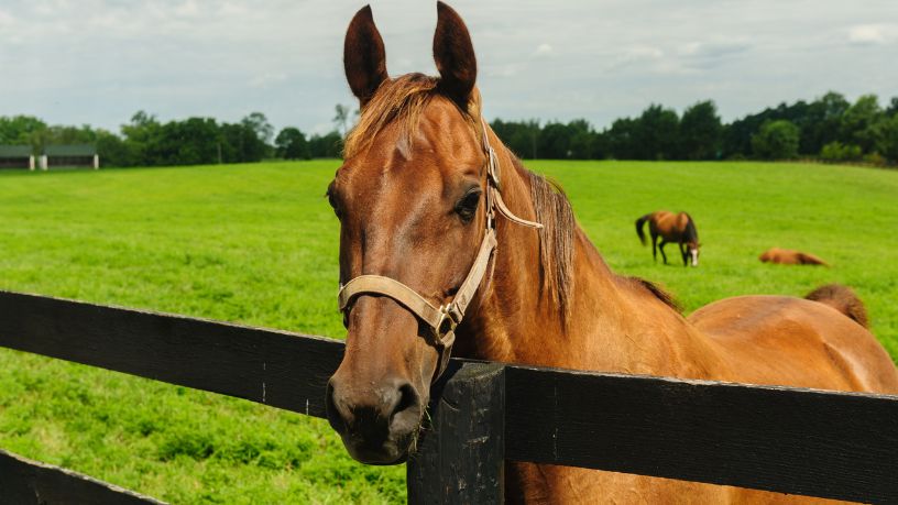 Cavalos de laboratório: a nova fronteira da biotecnologia no Sul do Brasil
