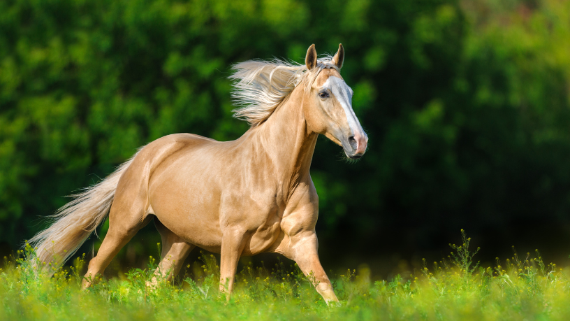 Monitoramento digital de cavalos impulsiona mercado bilionário e revoluciona a gestão equestre