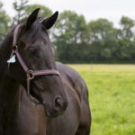 Quanto custa um cavalo no Brasil: entenda por que alguns valem mais que uma Ferrari