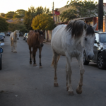 Cavalos soltos em ruas de bairros urbanos: riscos, responsabilidades e os desafios da gestão pública nas cidades brasileiras