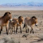 Cavalos selvagens voltam ao deserto da China e reacendem debate sobre regeneração ambiental