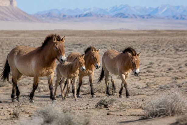 Cavalos selvagens voltam ao deserto da China e reacendem debate sobre regeneração ambiental