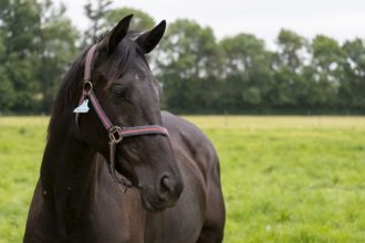 Quanto custa um cavalo no Brasil: entenda por que alguns valem mais que uma Ferrari
