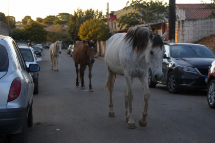 Cavalos soltos em ruas de bairros urbanos: riscos, responsabilidades e os desafios da gestão pública nas cidades brasileiras