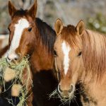 Como a Clonagem e as Biotécnicas de Reprodução de Cavalos no Brasil Revolucionam o Agronegócio de Alto Padrão