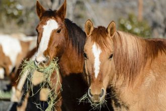 Como a Clonagem e as Biotécnicas de Reprodução de Cavalos no Brasil Revolucionam o Agronegócio de Alto Padrão