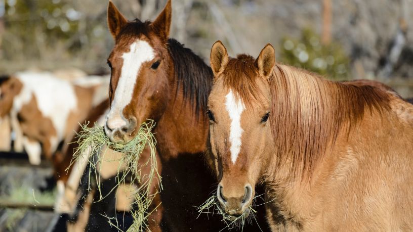 Como a Clonagem e as Biotécnicas de Reprodução de Cavalos no Brasil Revolucionam o Agronegócio de Alto Padrão