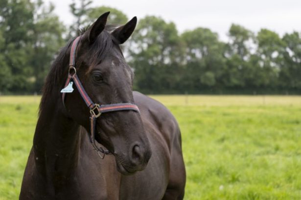 Quanto custa um cavalo no Brasil: entenda por que alguns valem mais que uma Ferrari