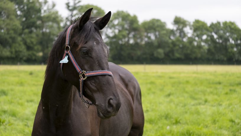 Quanto custa um cavalo no Brasil: entenda por que alguns valem mais que uma Ferrari