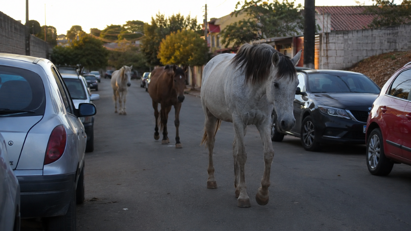 Cavalos soltos em ruas de bairros urbanos: riscos, responsabilidades e os desafios da gestão pública nas cidades brasileiras