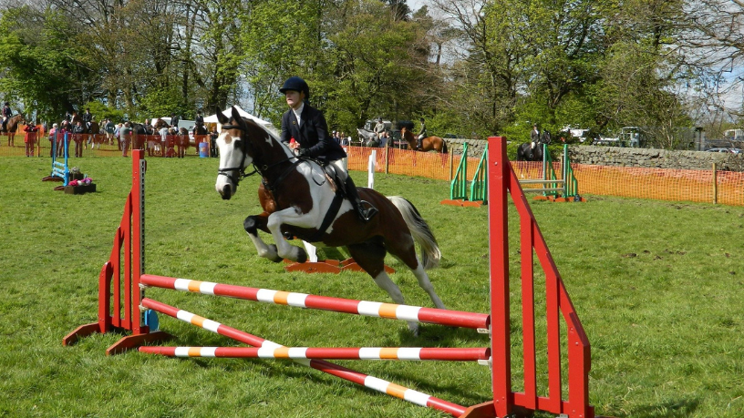 Tecnologia no hipismo: como inteligência artificial e sensores estão transformando os cuidados com cavalos atletas em 2026
