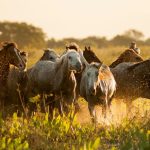 O Impacto Ambiental e Político do Controle de Cavalos Selvagens na Austrália