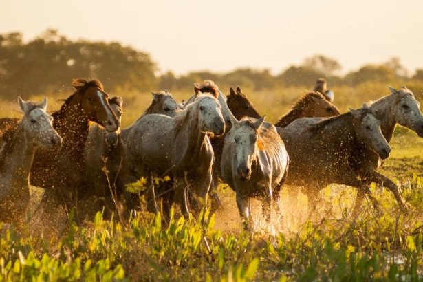 O Impacto Ambiental e Político do Controle de Cavalos Selvagens na Austrália