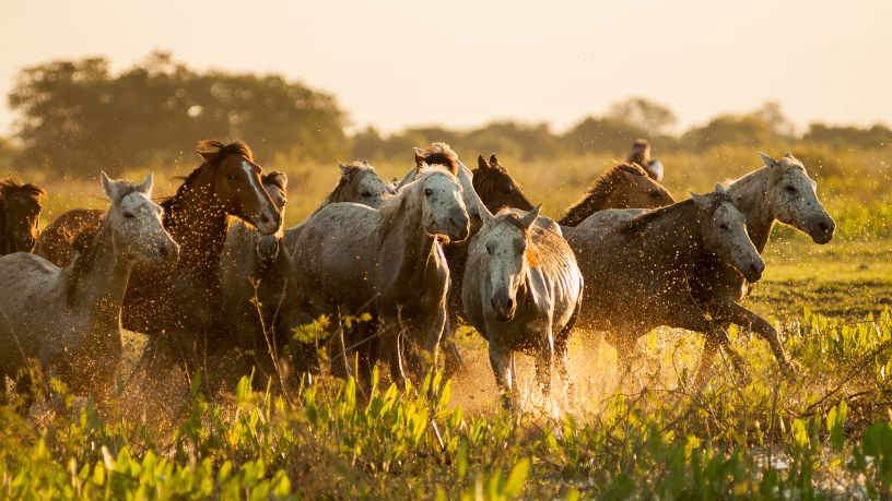 O Impacto Ambiental e Político do Controle de Cavalos Selvagens na Austrália