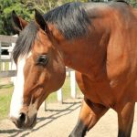 Bem-Estar Animal em Zoológicos: O Impacto Oculto do Estresse em Cavalos e Equinos