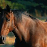 Inteligência Artificial no Mundo Equestre: Como a Tecnologia Transforma o Desempenho e o Bem-Estar dos Cavalos