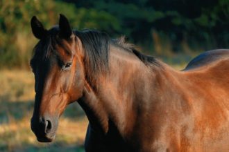 Inteligência Artificial no Mundo Equestre: Como a Tecnologia Transforma o Desempenho e o Bem-Estar dos Cavalos