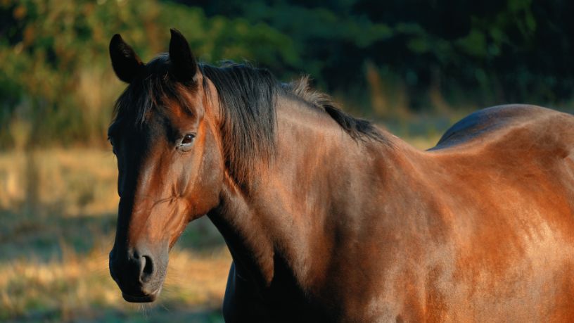 Inteligência Artificial no Mundo Equestre: Como a Tecnologia Transforma o Desempenho e o Bem-Estar dos Cavalos
