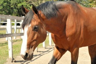 Bem-Estar Animal em Zoológicos: O Impacto Oculto do Estresse em Cavalos e Equinos