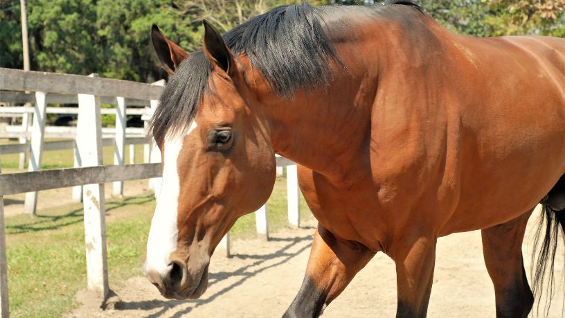 Bem-Estar Animal em Zoológicos: O Impacto Oculto do Estresse em Cavalos e Equinos