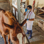 Como a inteligência artificial passou a monitorar a saúde dos cavalos 24 horas por dia