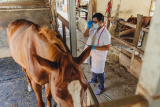 Como a inteligência artificial passou a monitorar a saúde dos cavalos 24 horas por dia