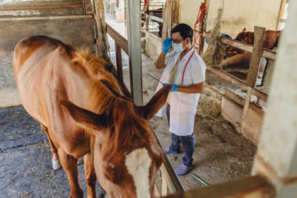 Como a inteligência artificial passou a monitorar a saúde dos cavalos 24 horas por dia