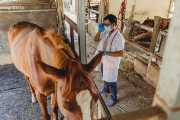 Como a inteligência artificial passou a monitorar a saúde dos cavalos 24 horas por dia